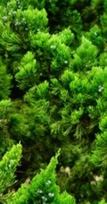 龙柏图片，如盘龙姿态的观赏性绿化植物龙柏图片