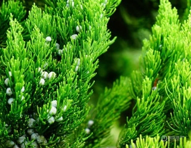 龙柏图片，如盘龙姿态的观赏性绿化植物龙柏图片