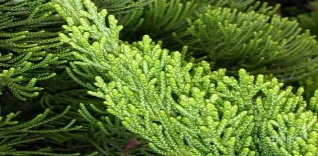 龙柏图片，如盘龙姿态的观赏性绿化植物龙柏图片