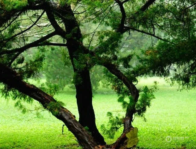 龙柏图片，如盘龙姿态的观赏性绿化植物龙柏图片