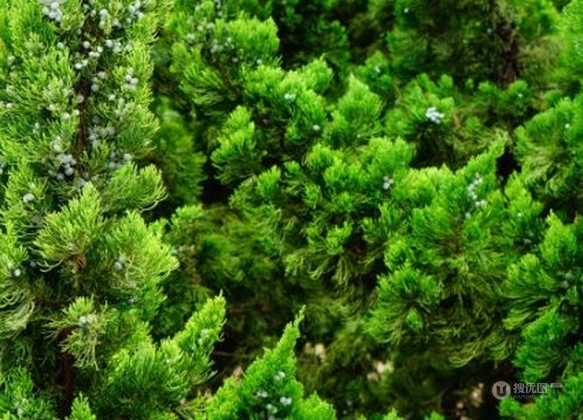 龙柏图片，如盘龙姿态的观赏性绿化植物龙柏图片