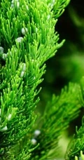 龙柏图片，如盘龙姿态的观赏性绿化植物龙柏图片