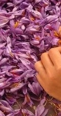 藏红花图片，生长在地里的各色藏红花新鲜好看图片