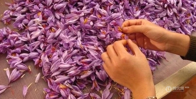 藏红花图片，生长在地里的各色藏红花新鲜好看图片