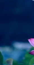荷花池唯美图片，美丽的莲花正悄悄的绽放它的美