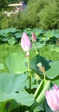 荷花池唯美图片，美丽的莲花正悄悄的绽放它的美