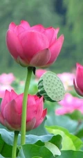 荷花池唯美图片，美丽的莲花正悄悄的绽放它的美