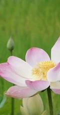 荷花池唯美图片，美丽的莲花正悄悄的绽放它的美