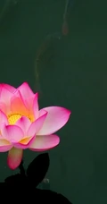 荷花池唯美图片，美丽的莲花正悄悄的绽放它的美