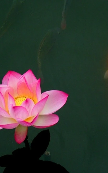 荷花池唯美图片，美丽的莲花正悄悄的绽放它的美