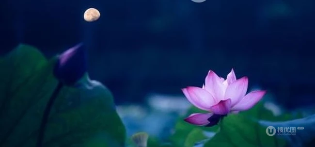 荷花池唯美图片，美丽的莲花正悄悄的绽放它的美