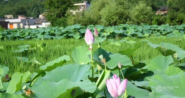 荷花池唯美图片，美丽的莲花正悄悄的绽放它的美