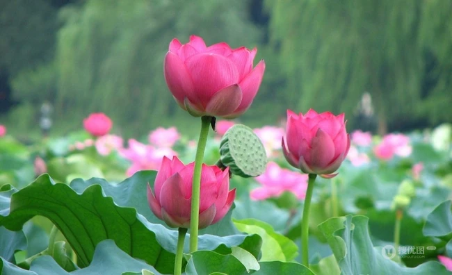 荷花池唯美图片，美丽的莲花正悄悄的绽放它的美