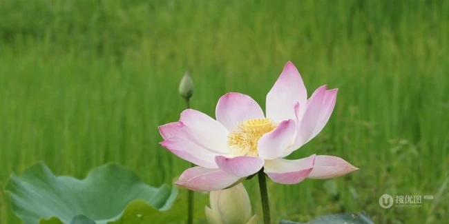 荷花池唯美图片，美丽的莲花正悄悄的绽放它的美