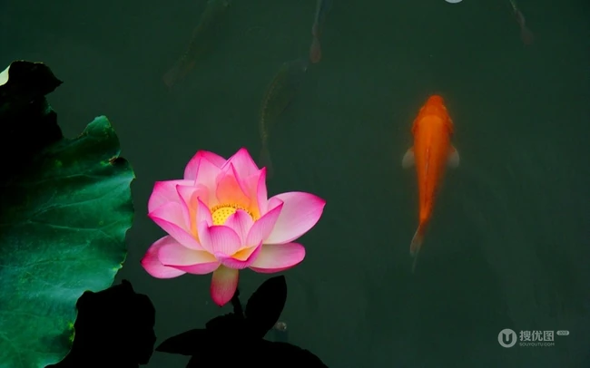 荷花池唯美图片，美丽的莲花正悄悄的绽放它的美