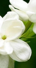 白色的茉莉花好看图片，茉莉花的香轻轻的淡而不散