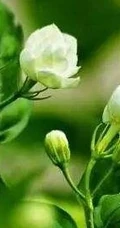 白色的茉莉花好看图片，茉莉花的香轻轻的淡而不散