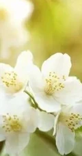 白色的茉莉花好看图片，茉莉花的香轻轻的淡而不散