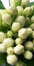 白色的茉莉花好看图片，茉莉花的香轻轻的淡而不散