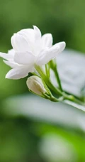 白色的茉莉花好看图片，茉莉花的香轻轻的淡而不散