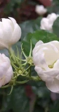 白色的茉莉花好看图片，茉莉花的香轻轻的淡而不散