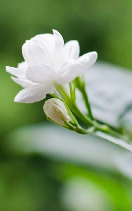 白色的茉莉花好看图片，茉莉花的香轻轻的淡而不散