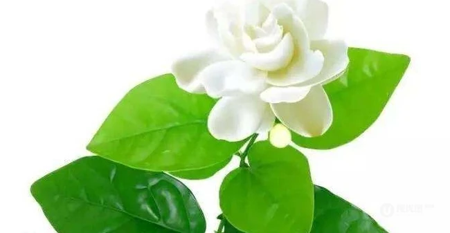 白色的茉莉花好看图片，茉莉花的香轻轻的淡而不散