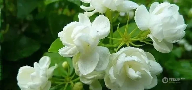白色的茉莉花好看图片，茉莉花的香轻轻的淡而不散