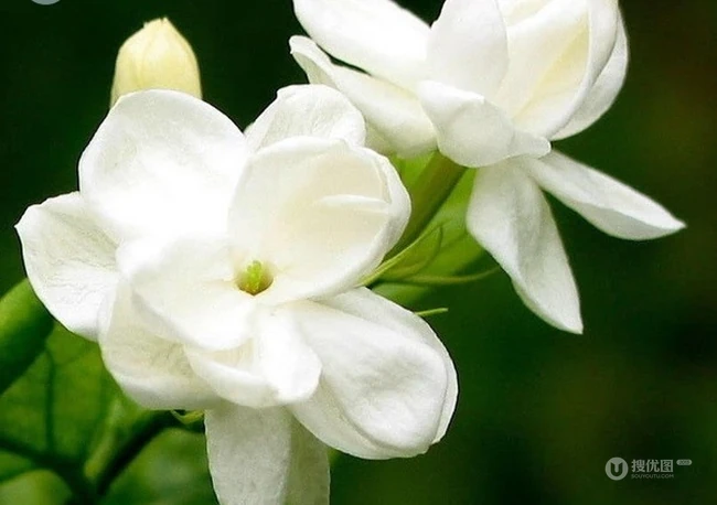 白色的茉莉花好看图片，茉莉花的香轻轻的淡而不散