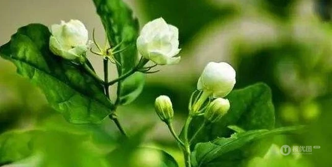 白色的茉莉花好看图片，茉莉花的香轻轻的淡而不散