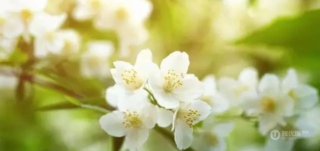 白色的茉莉花好看图片，茉莉花的香轻轻的淡而不散