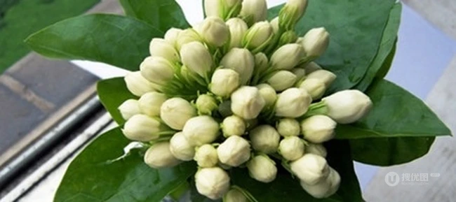 白色的茉莉花好看图片，茉莉花的香轻轻的淡而不散