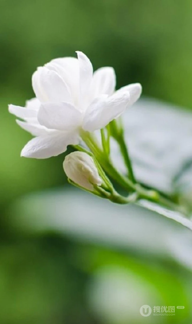 白色的茉莉花好看图片，茉莉花的香轻轻的淡而不散