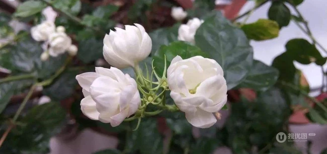白色的茉莉花好看图片，茉莉花的香轻轻的淡而不散