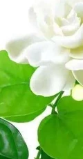 白色的茉莉花好看图片，茉莉花的香轻轻的淡而不散