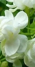 白色的茉莉花好看图片，茉莉花的香轻轻的淡而不散