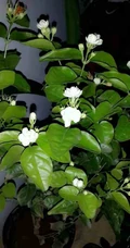 清新的茉莉花图片，就如同它的花语给人清纯、纯洁、质朴的感觉