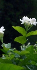 清新的茉莉花图片，就如同它的花语给人清纯、纯洁、质朴的感觉