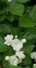 清新的茉莉花图片，就如同它的花语给人清纯、纯洁、质朴的感觉