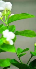 清新的茉莉花图片，就如同它的花语给人清纯、纯洁、质朴的感觉