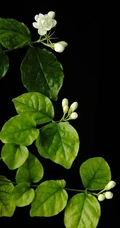 清新的茉莉花图片，就如同它的花语给人清纯、纯洁、质朴的感觉