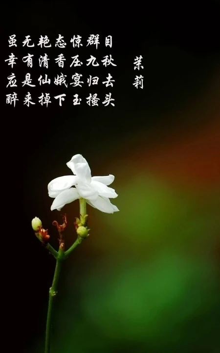 清新的茉莉花图片，就如同它的花语给人清纯、纯洁、质朴的感觉
