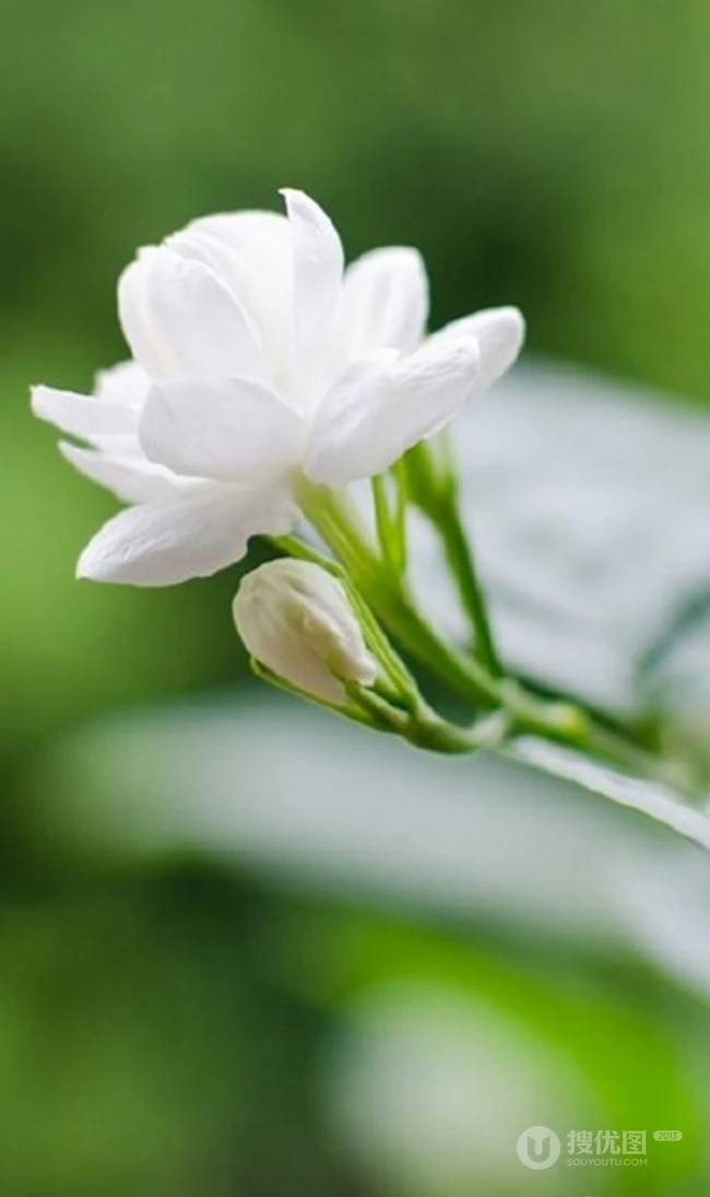 清新的茉莉花图片，就如同它的花语给人清纯、纯洁、质朴的感觉