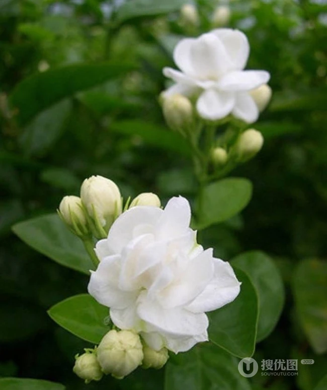 清新的茉莉花图片，就如同它的花语给人清纯、纯洁、质朴的感觉
