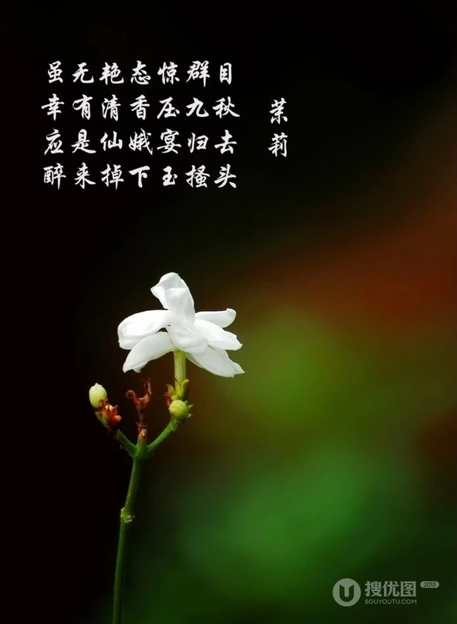 清新的茉莉花图片，就如同它的花语给人清纯、纯洁、质朴的感觉
