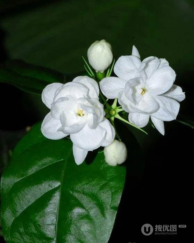 清新的茉莉花图片，就如同它的花语给人清纯、纯洁、质朴的感觉