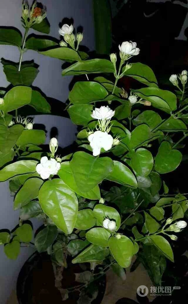 清新的茉莉花图片，就如同它的花语给人清纯、纯洁、质朴的感觉