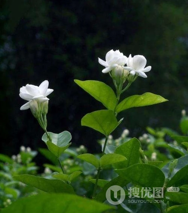 清新的茉莉花图片，就如同它的花语给人清纯、纯洁、质朴的感觉