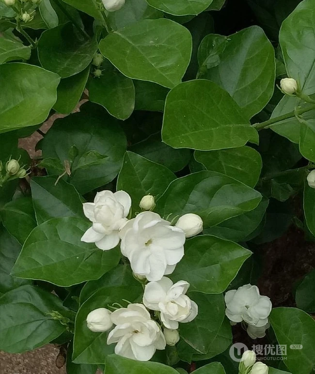 清新的茉莉花图片，就如同它的花语给人清纯、纯洁、质朴的感觉