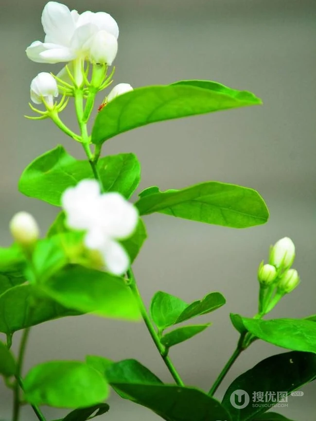 清新的茉莉花图片，就如同它的花语给人清纯、纯洁、质朴的感觉